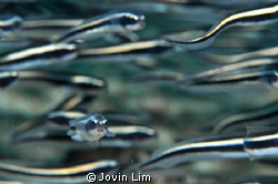 "Striped Waves" (Pholidichthys leucotaenia -
Convict or ... by Jovin Lim 